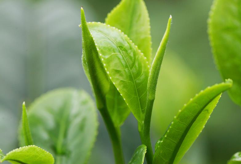 绿茶为什么喝多舌头会麻