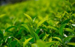 天山绿茶属于什么茶？（天山绿茶的功效