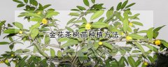 金花茶树苗种植方法 桃花茶的制作方法