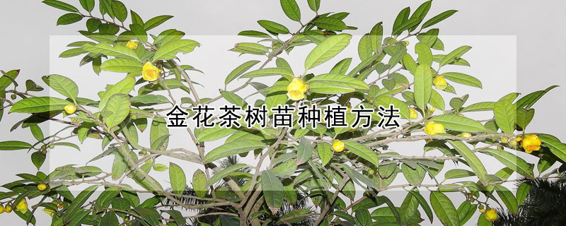 金花茶树苗种植方法