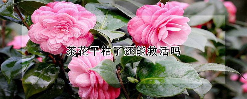 茶花干枯了还能救活吗