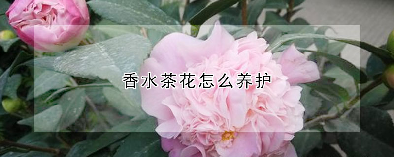 香水茶花怎么养护