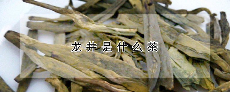 龙井是什么茶