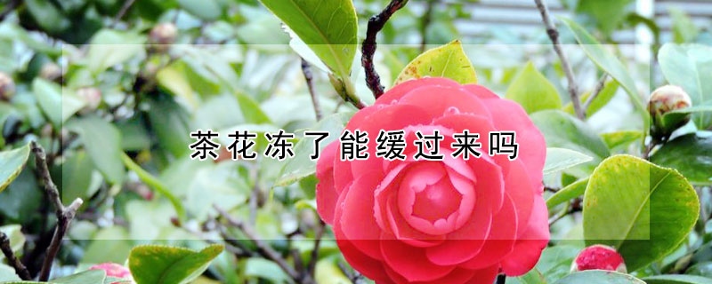 茶花冻了能缓过来吗