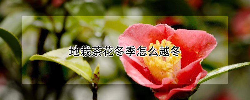 地栽茶花冬季怎么越冬