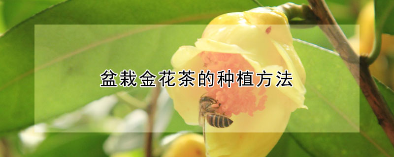 盆栽金花茶的种植方法